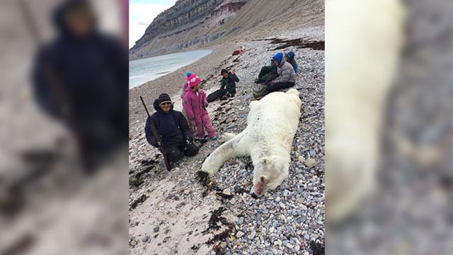 Campers say they killed this polar bear before it killed them.