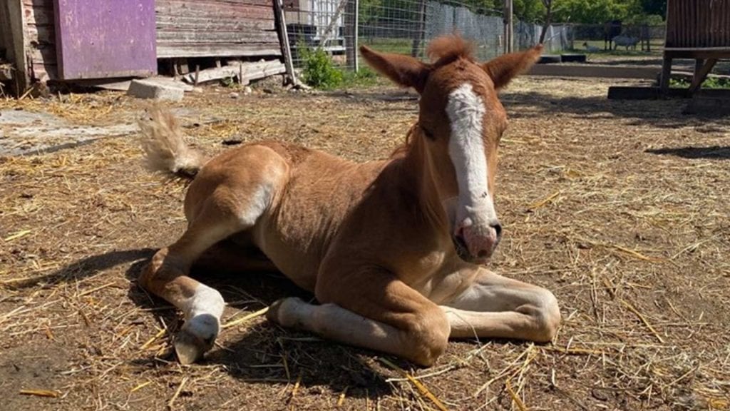 Ojibwe pony