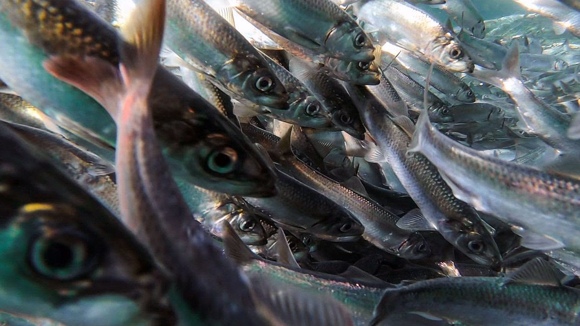 herring