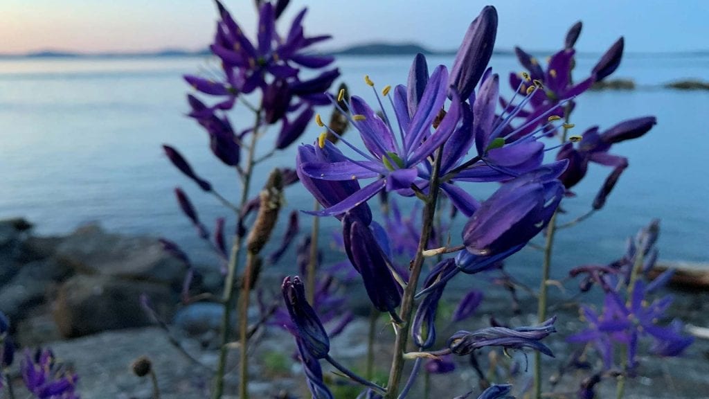 Salish Sea Island