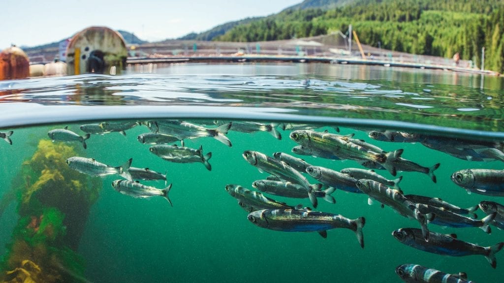 IBA funding to develop fishing methods for pink salmon - Barents