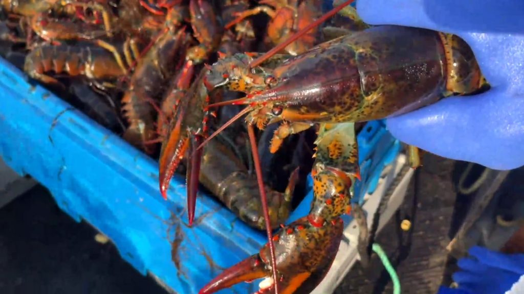 lobster fishery