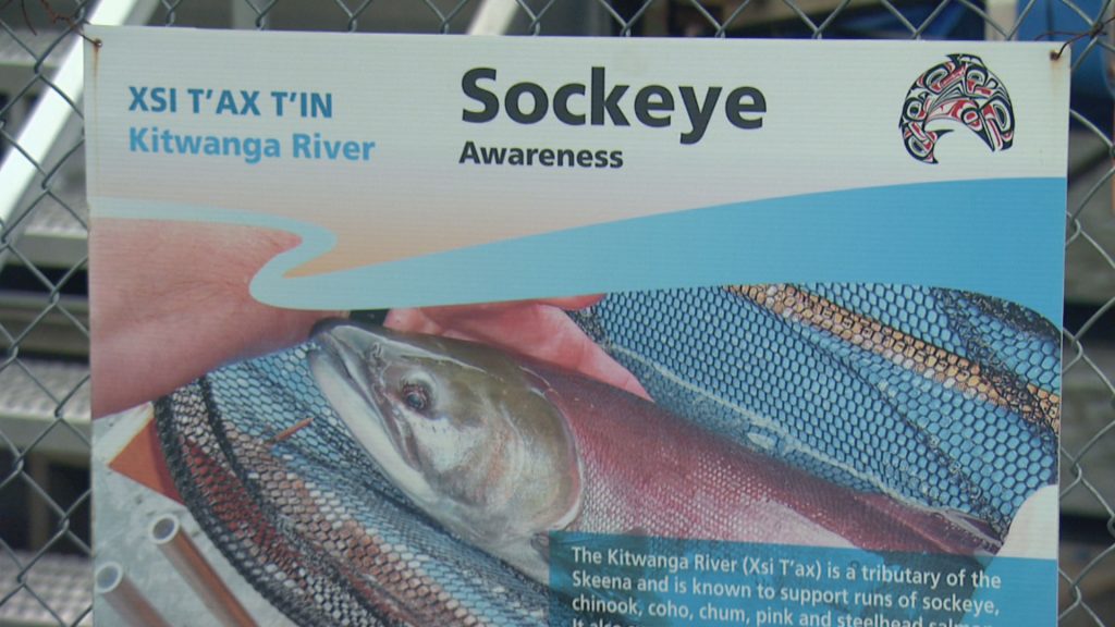 sockeye salmon