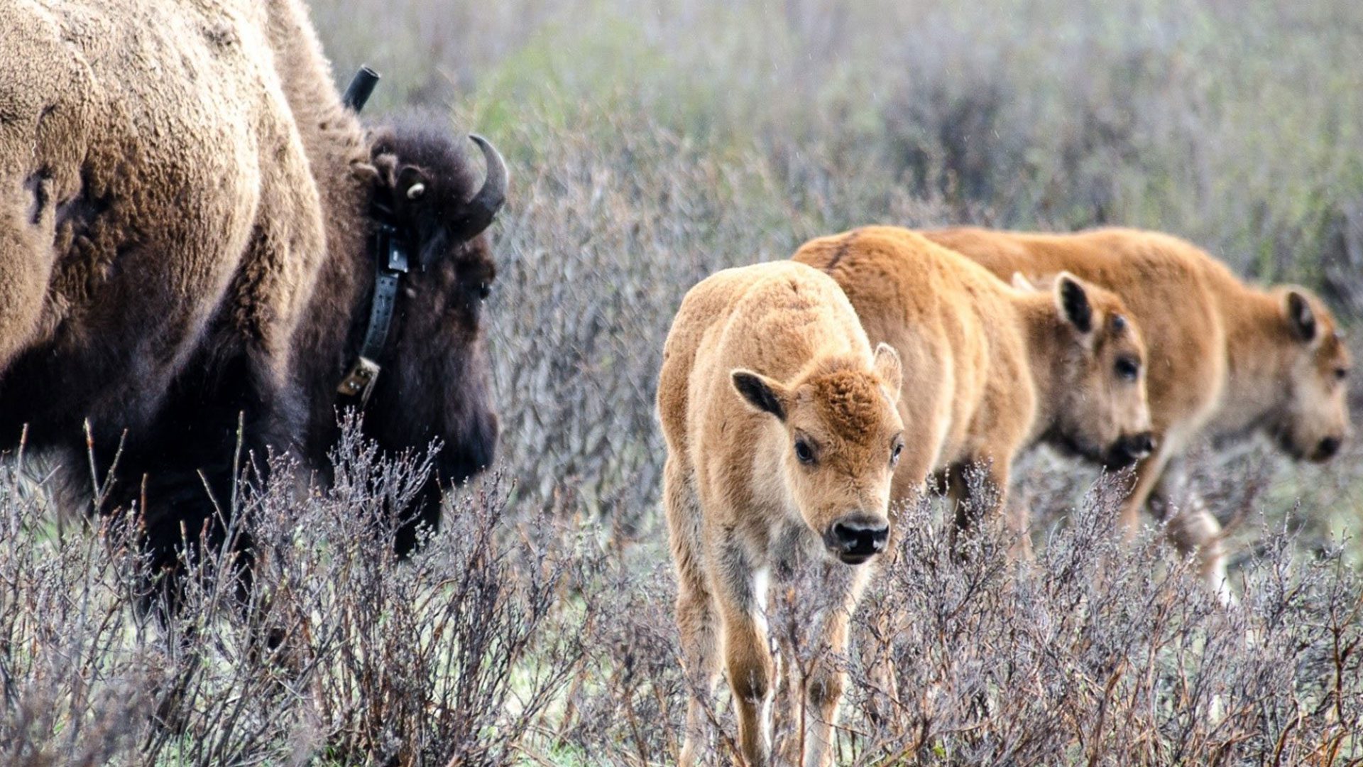bison monitoring