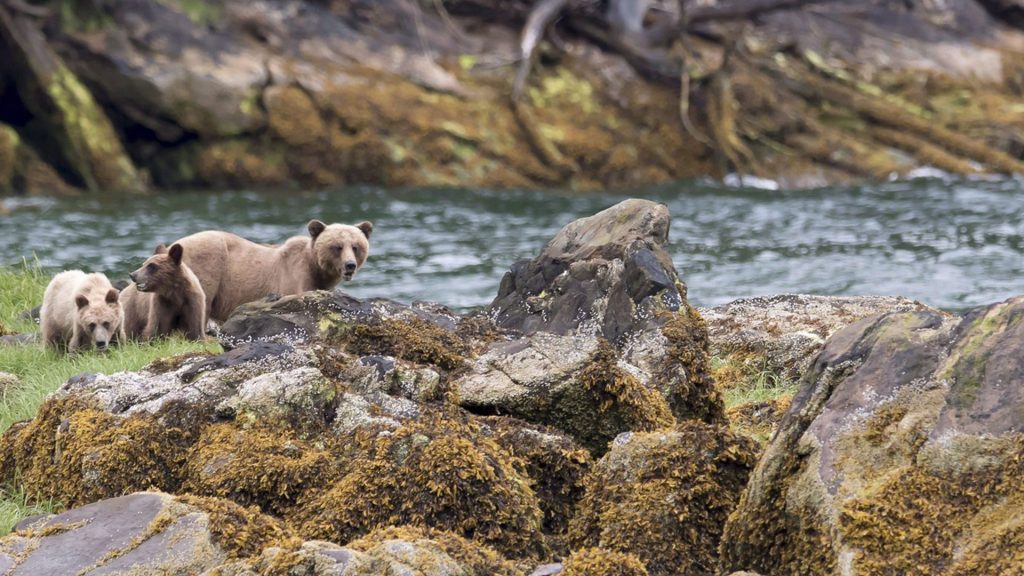 Grizzly bears