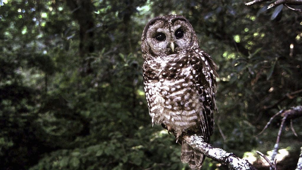 Spotted owl