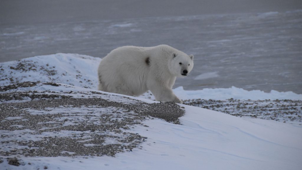 polar bears