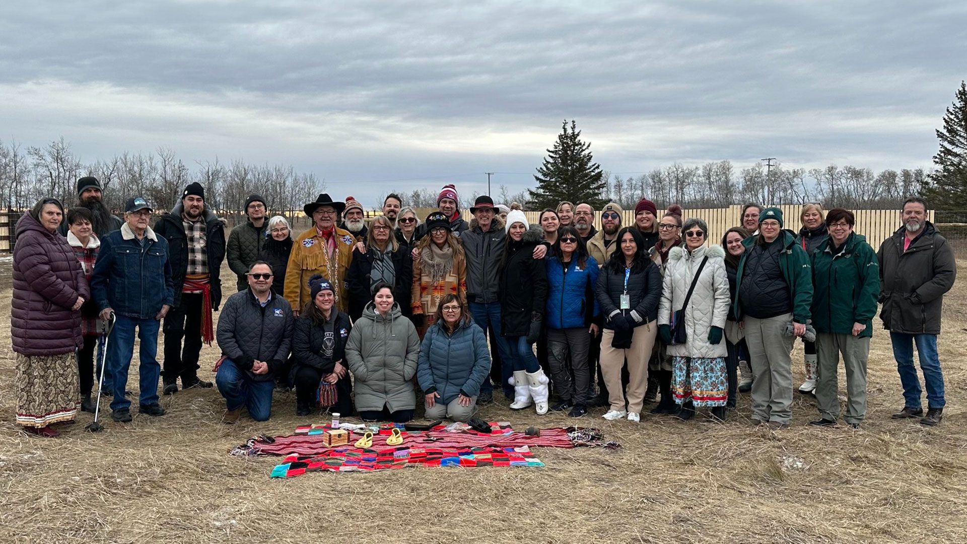 Plains Bison now roaming on Batoche National Historic Site