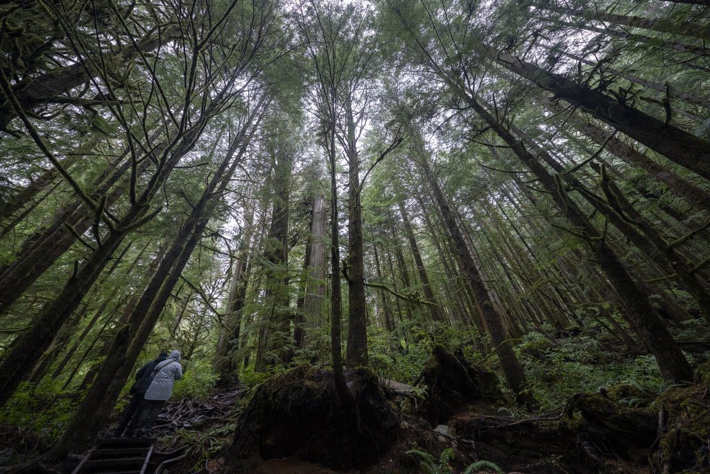 Great Bear Rainforest