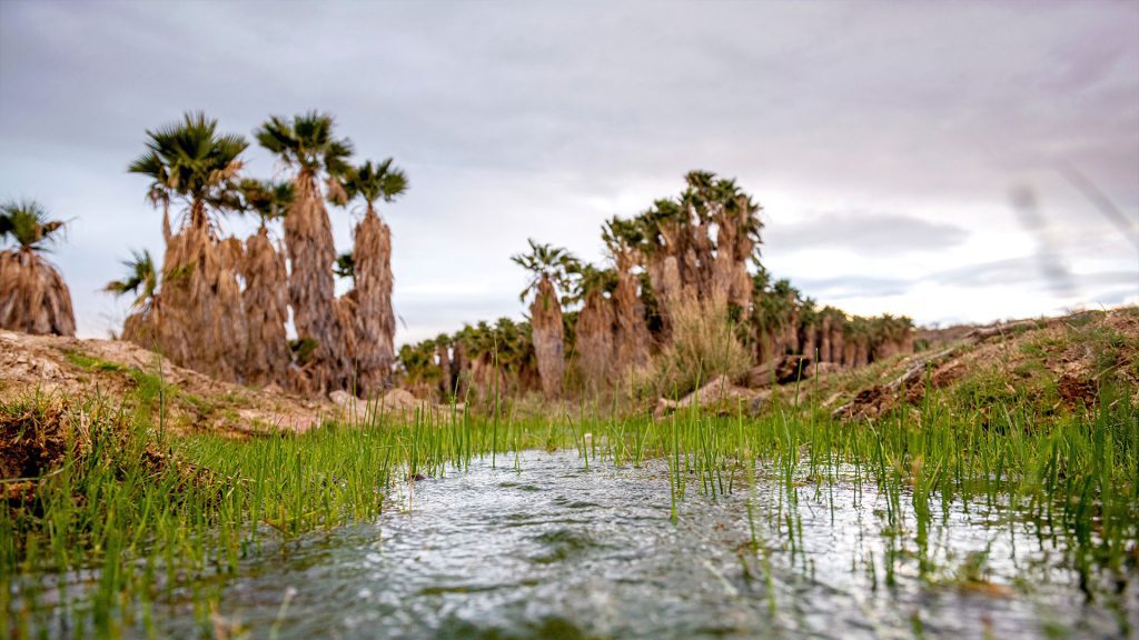 Arizona tribe