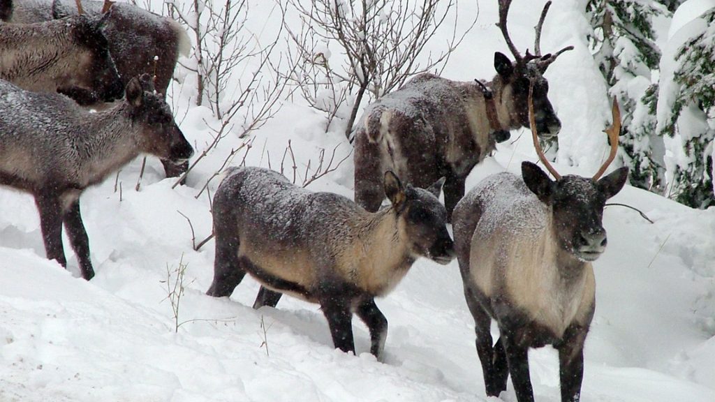 Caribou in B.C.