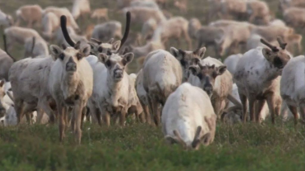 caribou des bois Québec