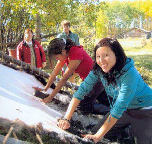 Bella Laboucan-McLean tanning a moose hide.